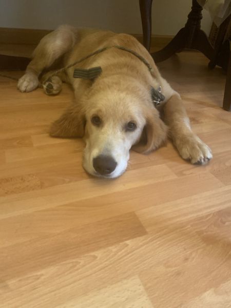 Golden retriever for sale