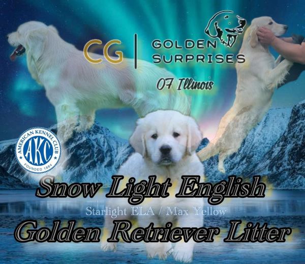AKC English golden retrievers