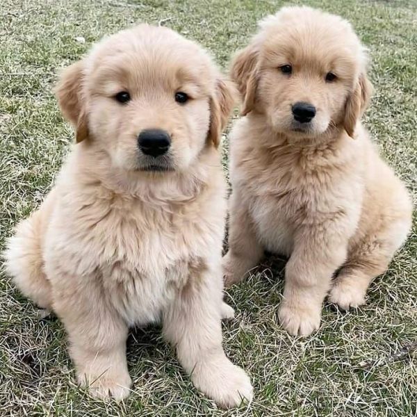 Golden Retriever Puppies Text or WhatsApp at.... +1(5***) ***4-36***