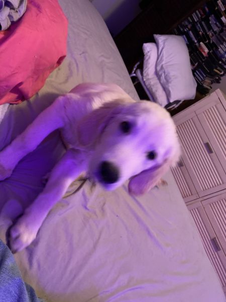 Need my golden retriever gone today can’t have him anymore