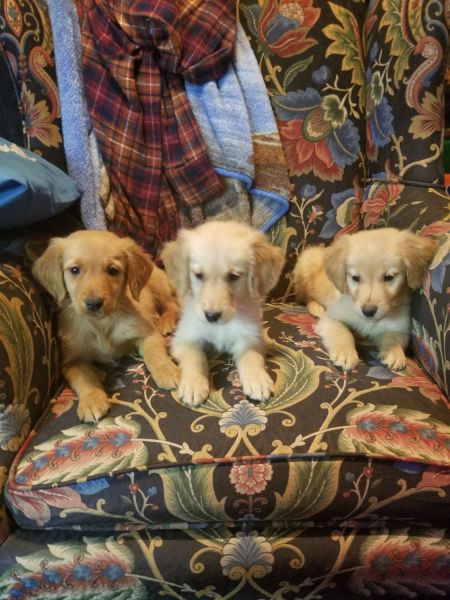 Golden retriever boys