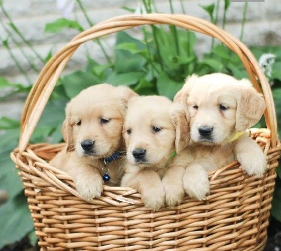 Golden Retriever puppies for sale