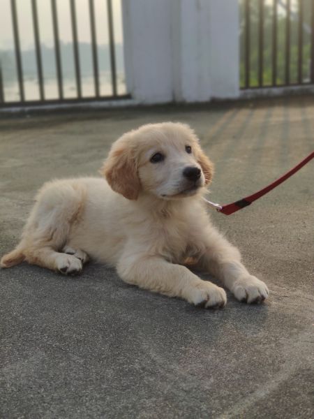 Cutest Little Golden Girl