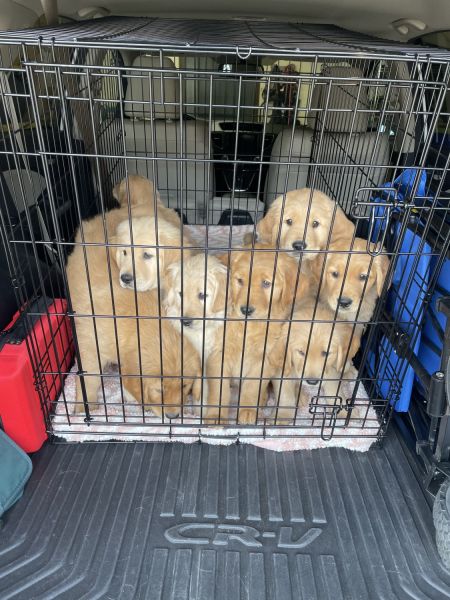 Golden Retriever Puppies