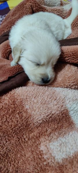 Baby Golden retriever for sale