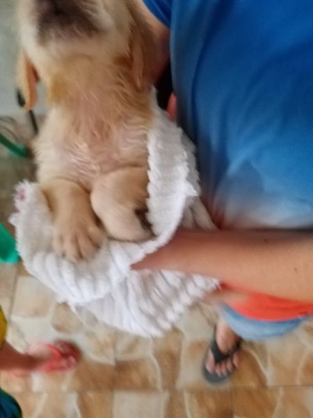 golden retriever puppies