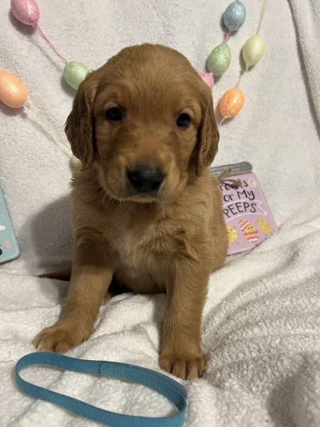 Full blooded Golde retriever Puppies