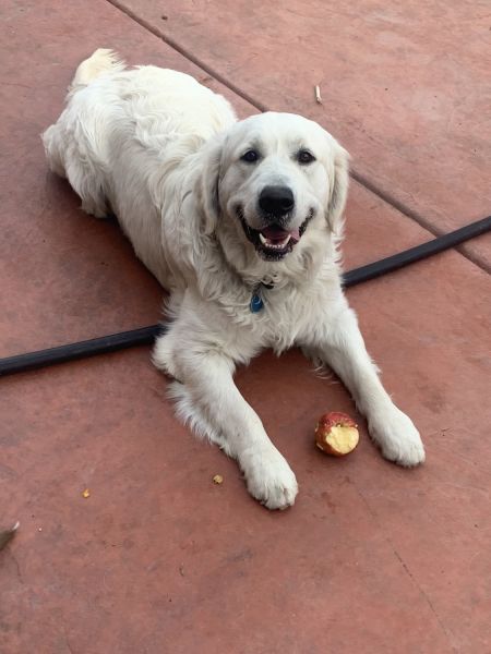 AKC English Cream Golden Retriever