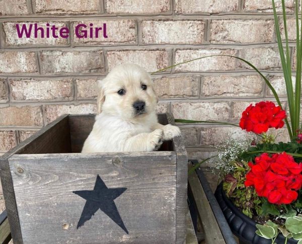 AKC Golden Retriever