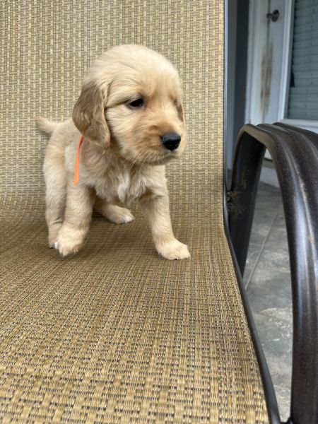 Purebred Golden Retrievers