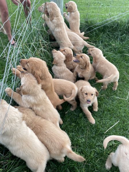 Golden Retrievers!