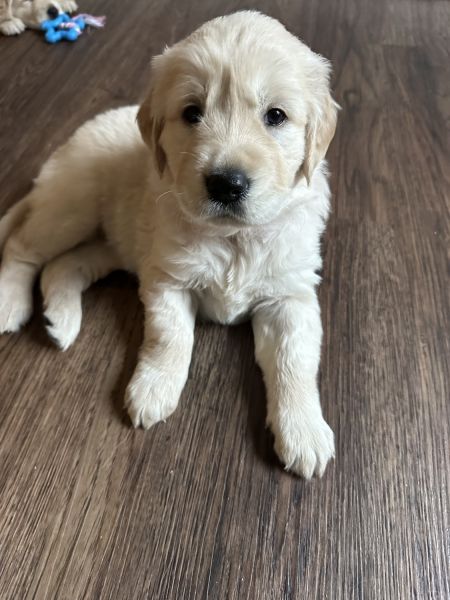 Pure Bred Golden Red