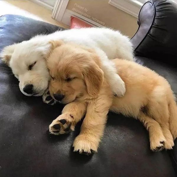 Golden Retriever Puppies