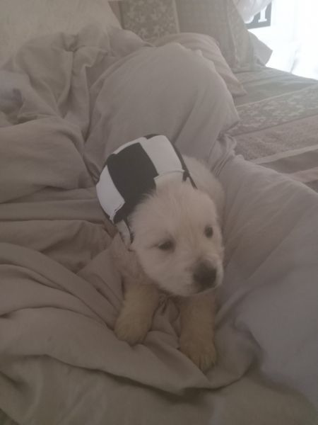 Akc English Cream Goldens