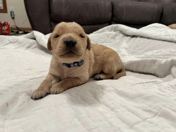Golden Retriever Puppies
