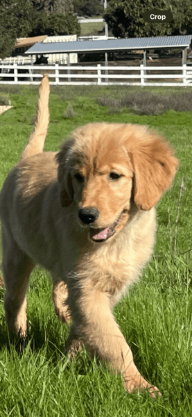 AKC Golden Retriever puppies