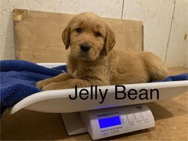 AKC Golden Retriever JELLY BEAN
