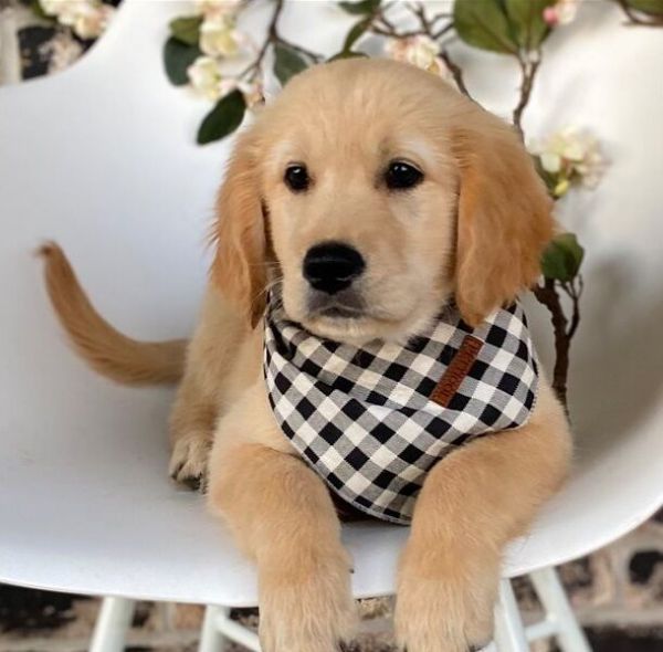 Cute Golden Retriever Puppies Available