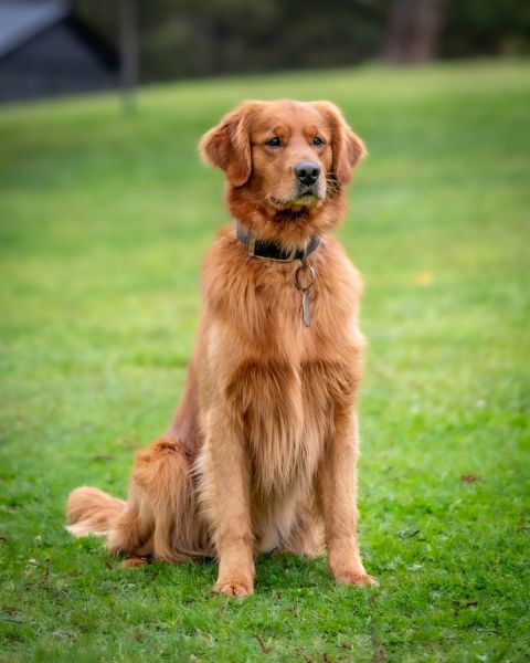 Golden Retriever puppies for sale