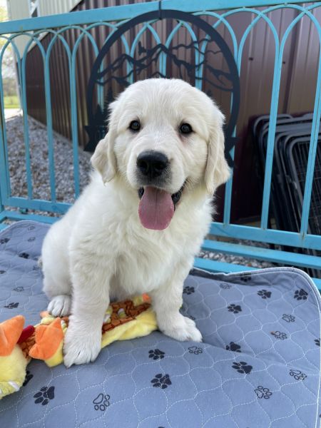 AKC limited Golden Retriever Puppies