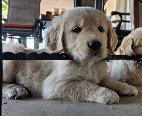 GOLDEN RETRIEVER PUPPIES