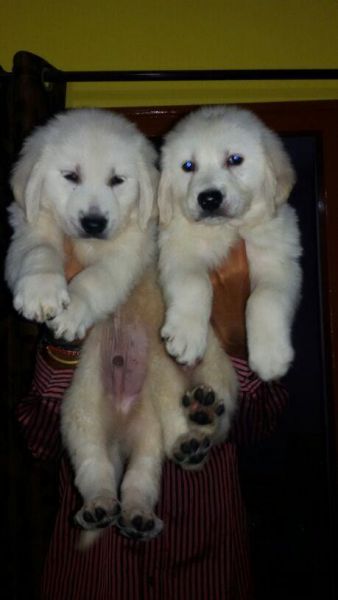 SHOW QUALITY CH.BRUNO PUPPY FOR SALE WITH PAPER