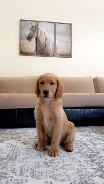 I have 3 months old male puppy.