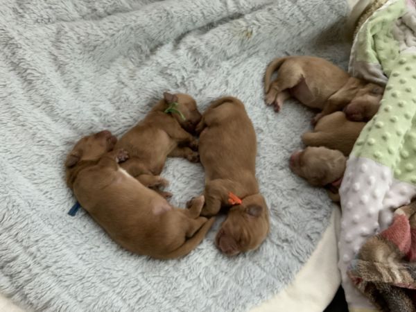 Golden retriever puppies