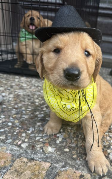 AKC registered golden retrievers