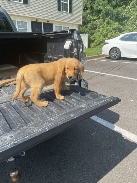 Golden retriever puppy