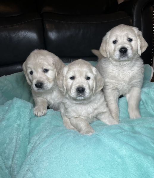 3 AKC Registered Light Golden Retrievers!