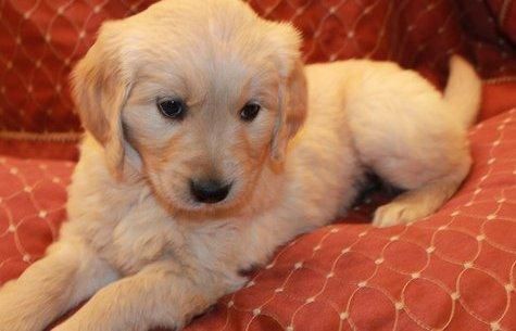 fgbtt Golde retriever pups