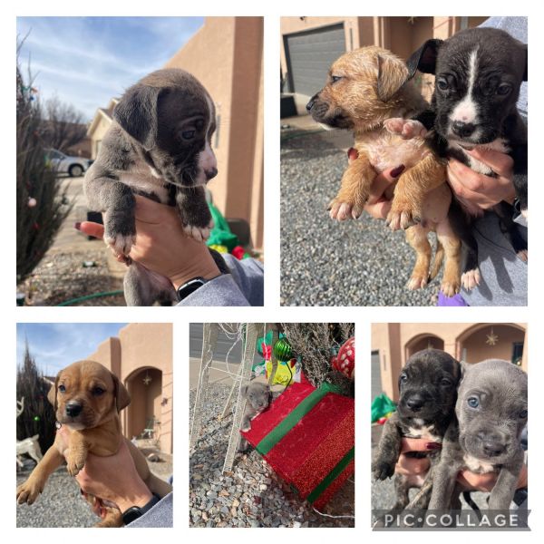 Golden retriever pitbull mastiff mix