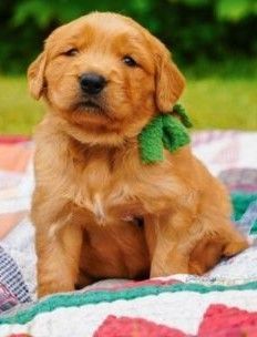 English Cream Golden Retriever Puppies for Sale - Reserve Yours Today