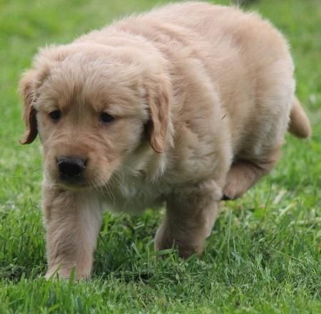 active and good looking golden pups love ladies