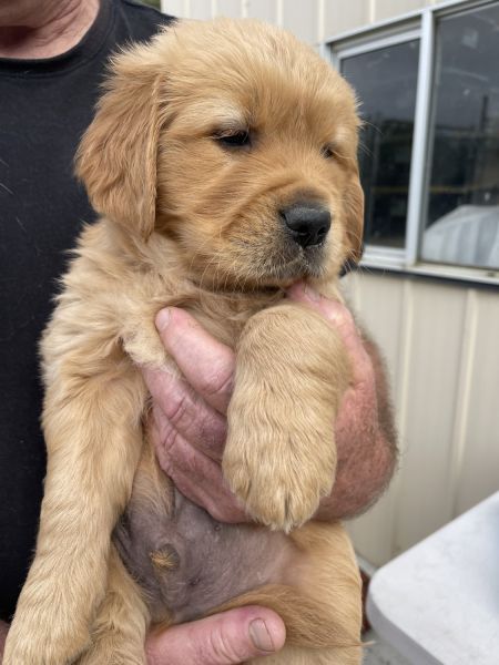 Golden Retriever Puppy FOR SALE