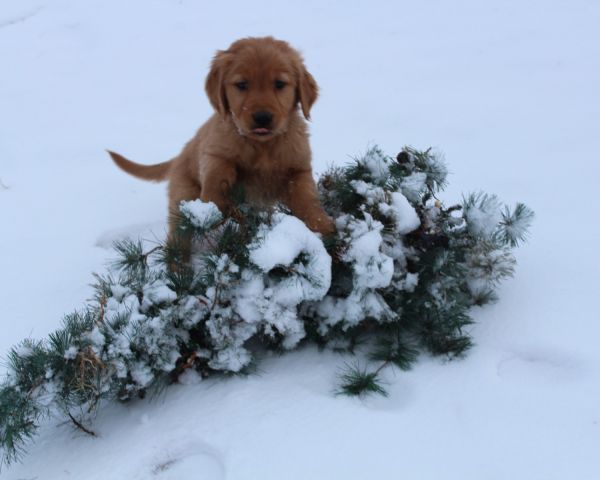 Sweet, Cuddly Goldens