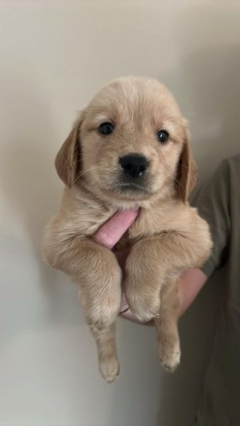 Golden Retriever Puppies