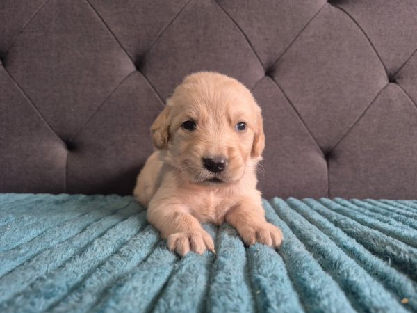 AKC Golden retriever