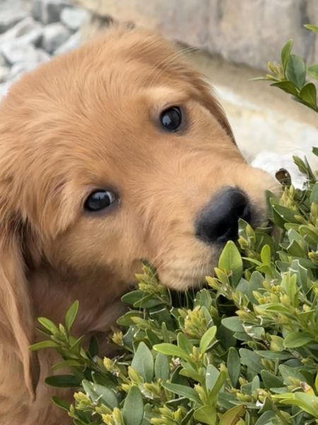 AKC Golden Retrievers - Ms. Yellow and Mr. Red