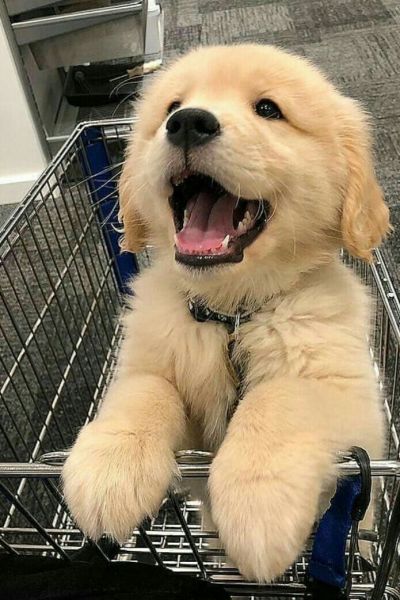 Adorable Golden Retriever Puppy Ready for a Loving Home!