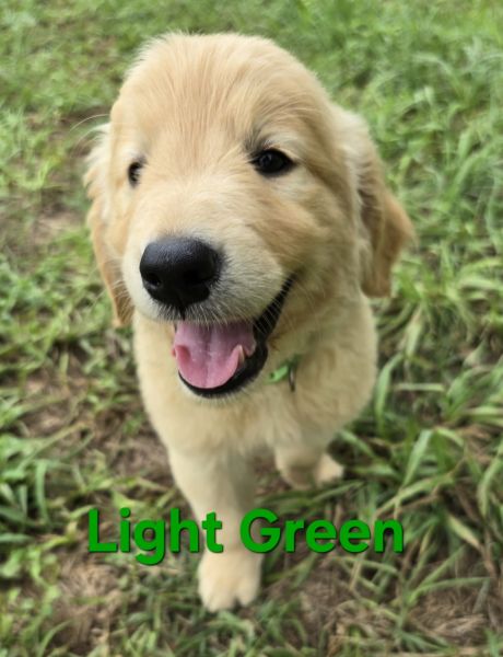 AKC Golden Retriever Light Green Boy