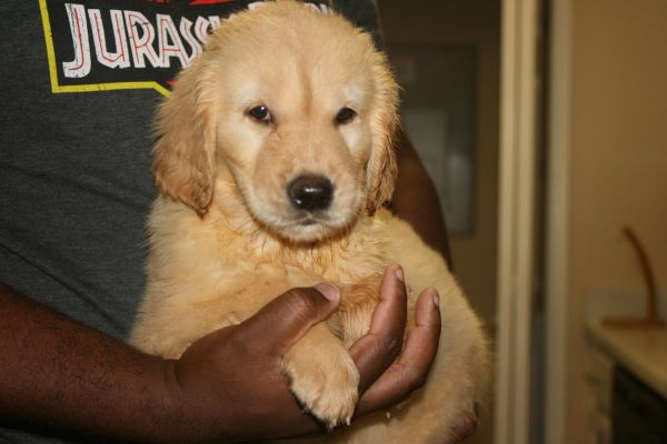We have 8 golden retriever puppies