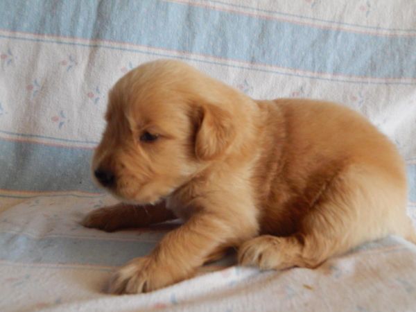 Akc Males And Females Golden Retriever Puppies