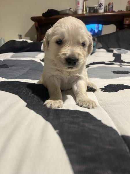 Golden retriever puppies