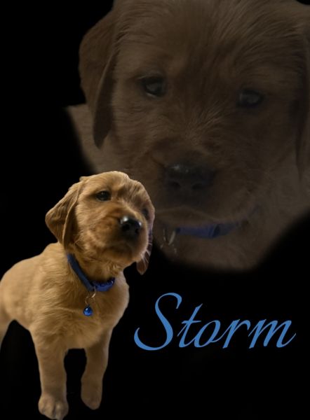 Golden retriever puppies