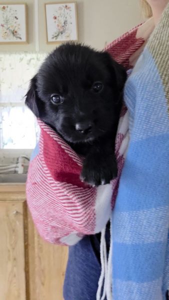 Gentle Black Golden Retriever Pup Needa Forever Home