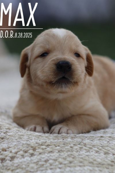 Male Puppy Max