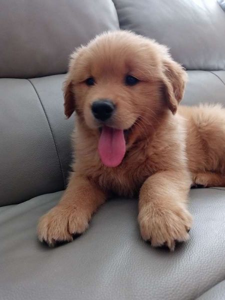 Golden Retriever Puppies