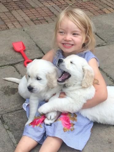 Golden Retriever Puppies